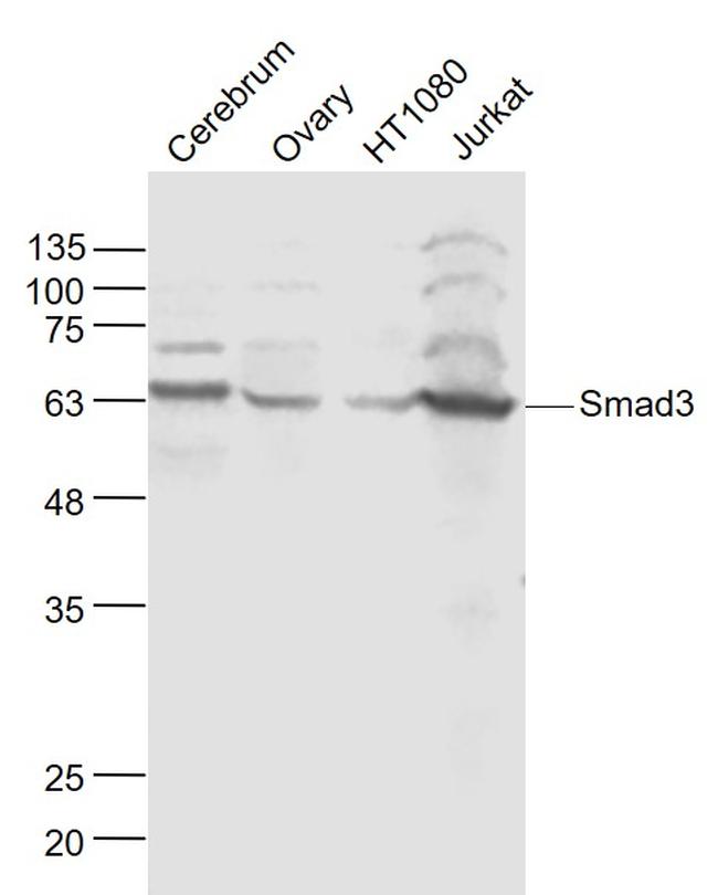 Smad2/3 Antibody in Western Blot (WB)