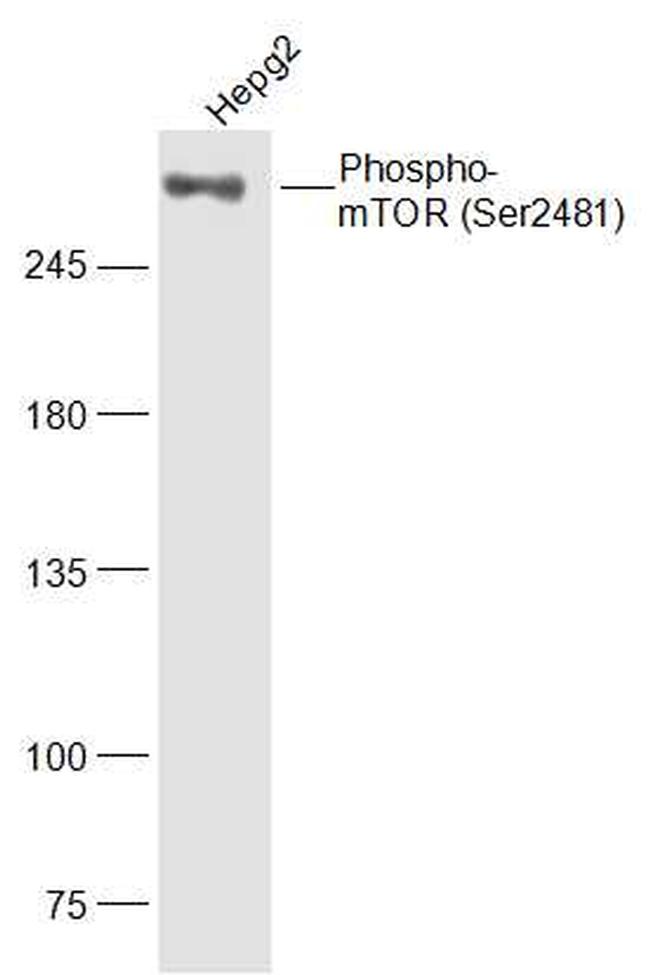 Phospho-mTOR (Ser2481) Antibody in Western Blot (WB)