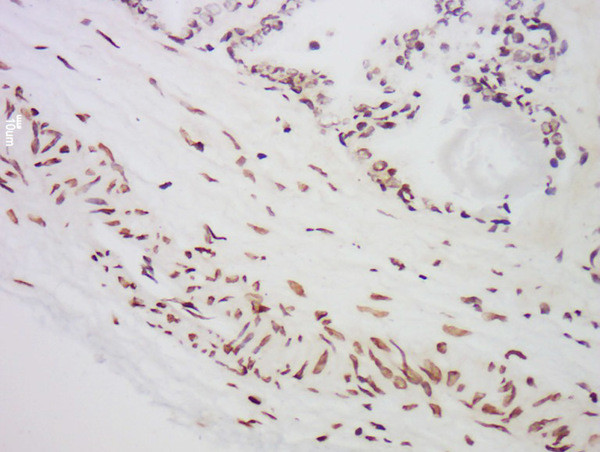 MST1 Antibody in Immunohistochemistry (Paraffin) (IHC (P))