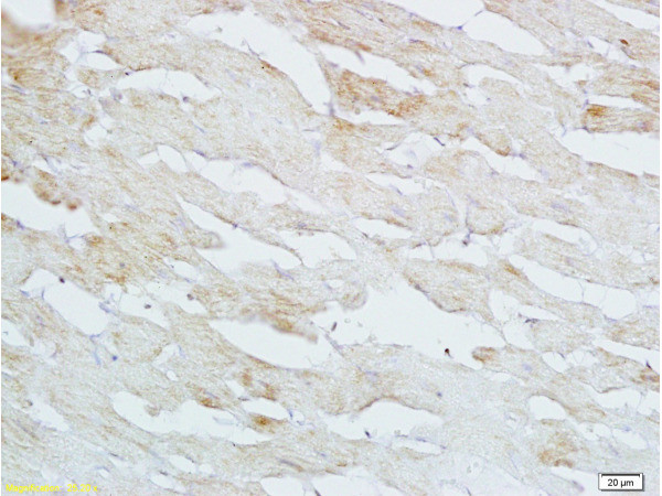 HB-EGF Antibody in Immunohistochemistry (Paraffin) (IHC (P))