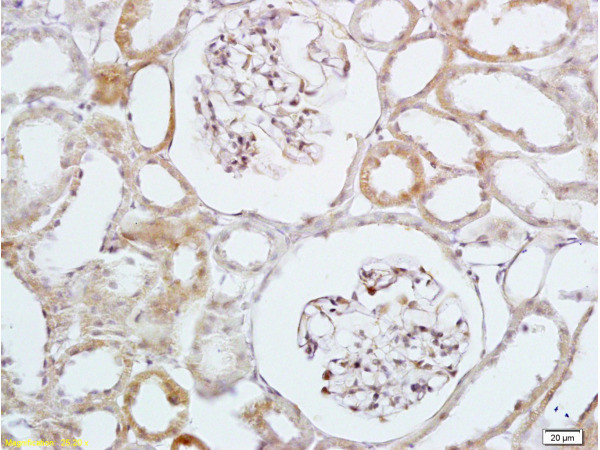 HB-EGF Antibody in Immunohistochemistry (Paraffin) (IHC (P))