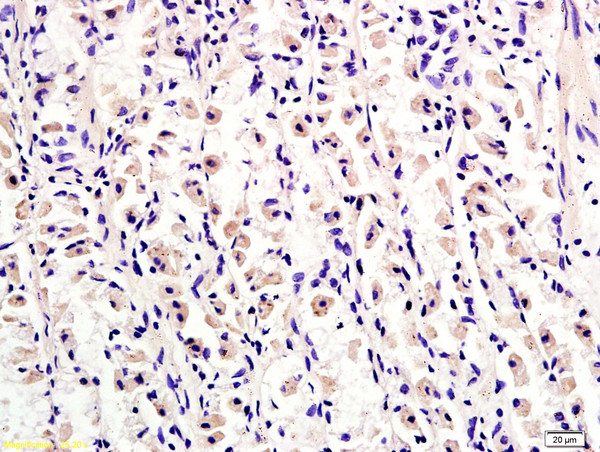 Tuberin Antibody in Immunohistochemistry (Paraffin) (IHC (P))