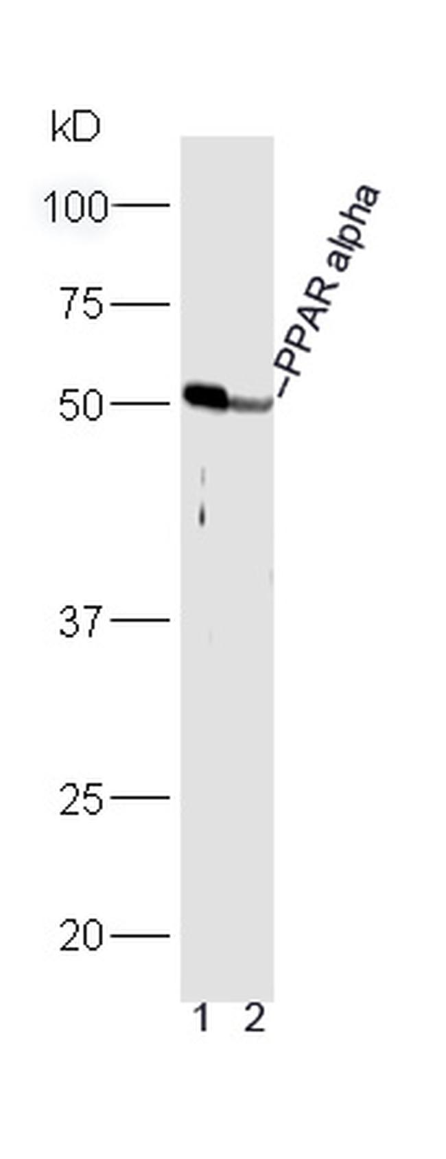 PPAR alpha Antibody in Western Blot (WB)