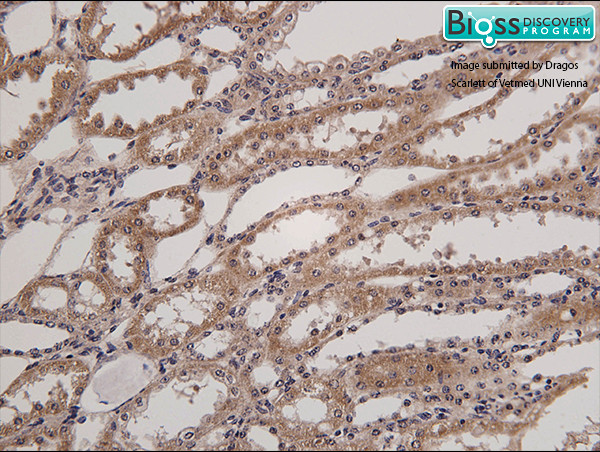 HSD11B2 Antibody in Immunohistochemistry (Paraffin) (IHC (P))