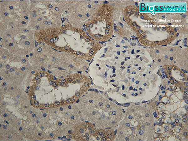 HSD11B2 Antibody in Immunohistochemistry (Paraffin) (IHC (P))