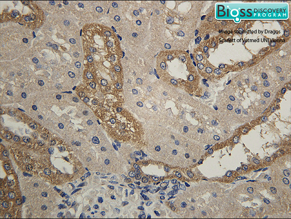 HSD11B2 Antibody in Immunohistochemistry (Paraffin) (IHC (P))