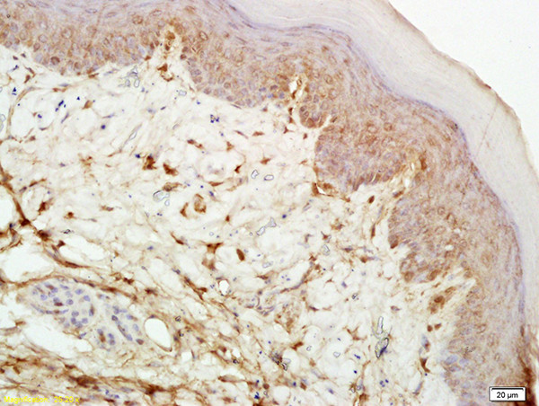 mu Opioid receptor Antibody in Immunohistochemistry (Paraffin) (IHC (P))