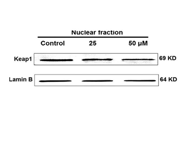 KEAP1 Antibody in Western Blot (WB)