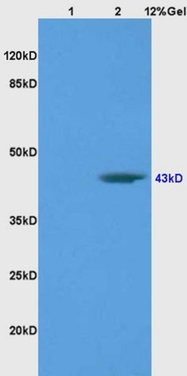 BRN3A Antibody in Western Blot (WB)