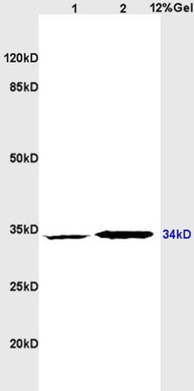 CD1d1 Antibody in Western Blot (WB)