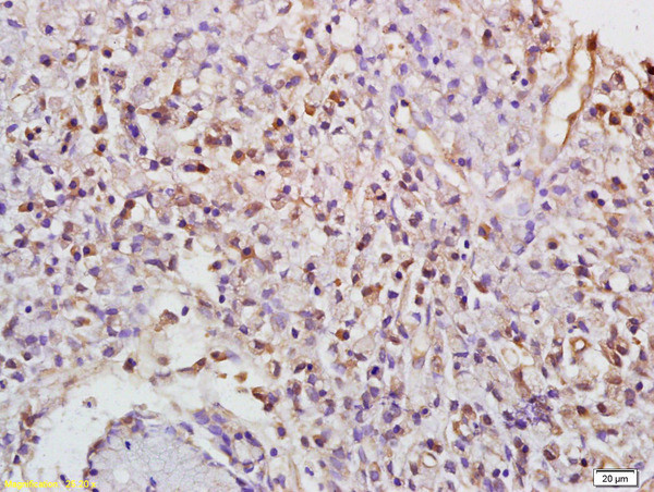 Phospho-PKC gamma (Thr514) Antibody in Immunohistochemistry (Paraffin) (IHC (P))