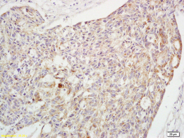 Phospho-Crkl (Tyr251) Antibody in Immunohistochemistry (Paraffin) (IHC (P))