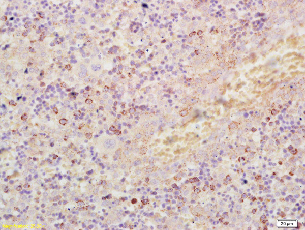 Crkl Antibody in Immunohistochemistry (Paraffin) (IHC (P))