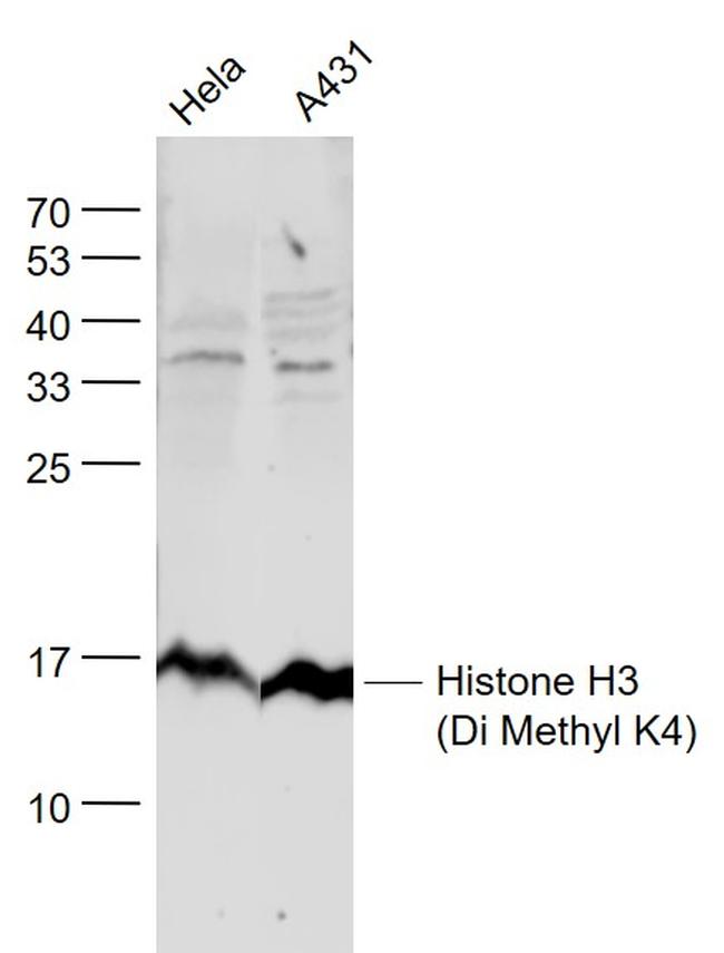 Histone H3 (Di Methyl K4) Antibody in Western Blot (WB)