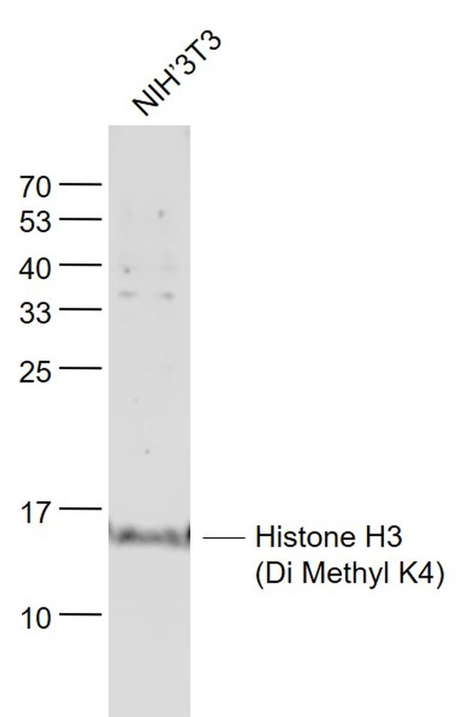 Histone H3 (Di Methyl K4) Antibody in Western Blot (WB)