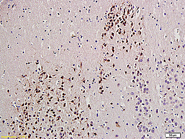 UCHL1/PGP9.5 Antibody in Immunohistochemistry (Paraffin) (IHC (P))