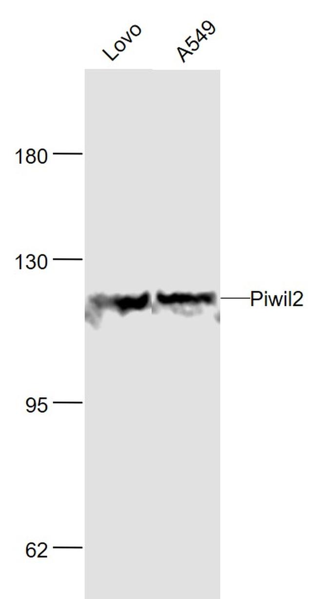 Piwil/Mili Antibody in Western Blot (WB)