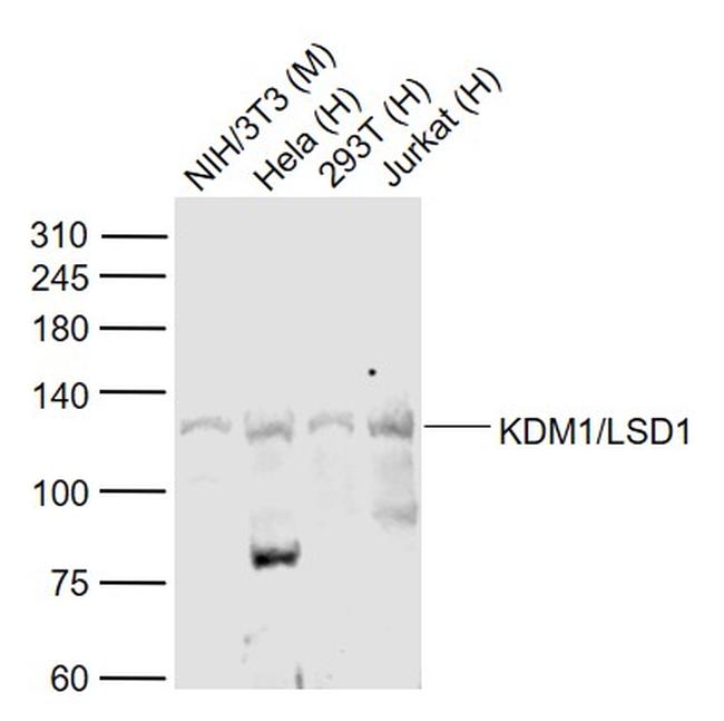 KDM1A Antibody in Western Blot (WB)