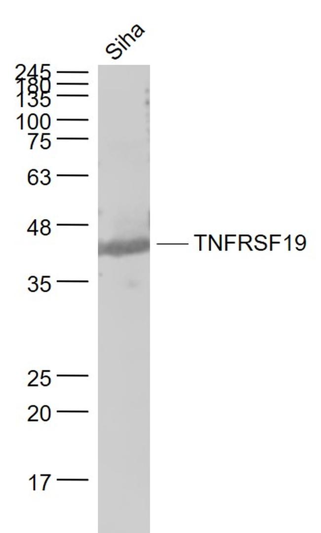 TNFRSF19/TROY Antibody in Western Blot (WB)