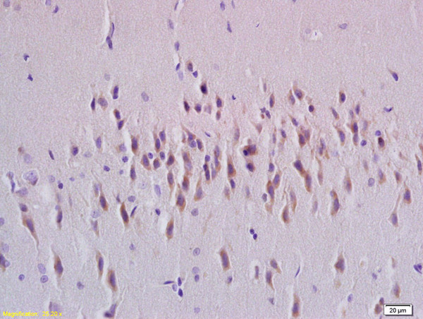 Rab24 Antibody in Immunohistochemistry (Paraffin) (IHC (P))