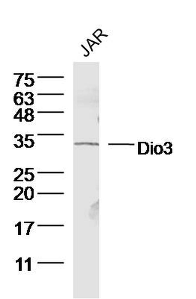 Dio3 Antibody in Western Blot (WB)