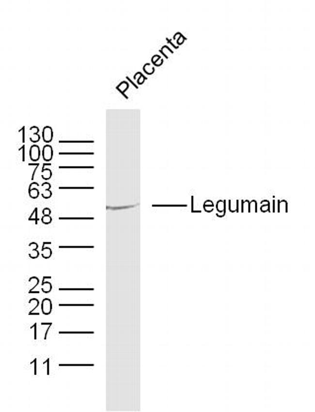 Legumain Antibody in Western Blot (WB)