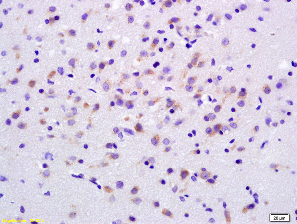 ADCY7 Antibody in Immunohistochemistry (Paraffin) (IHC (P))