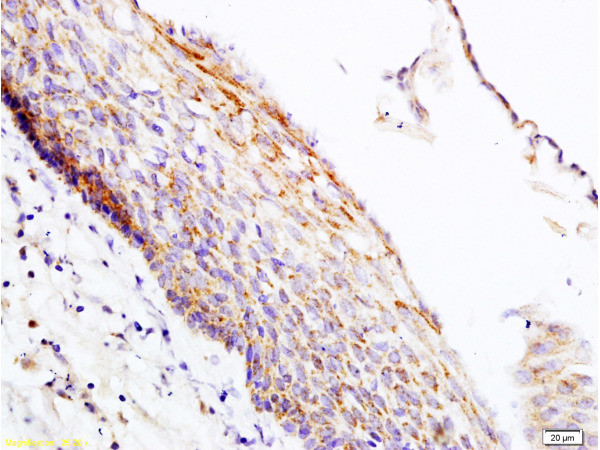 PER2/Period circadian protein 2 Antibody in Immunohistochemistry (Paraffin) (IHC (P))