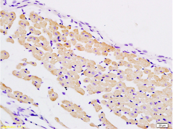 PER2/Period circadian protein 2 Antibody in Immunohistochemistry (Paraffin) (IHC (P))