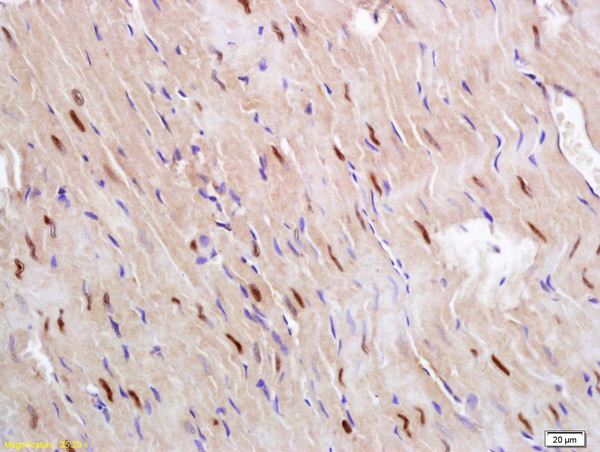 Glucagon Receptor Antibody in Immunohistochemistry (Paraffin) (IHC (P))