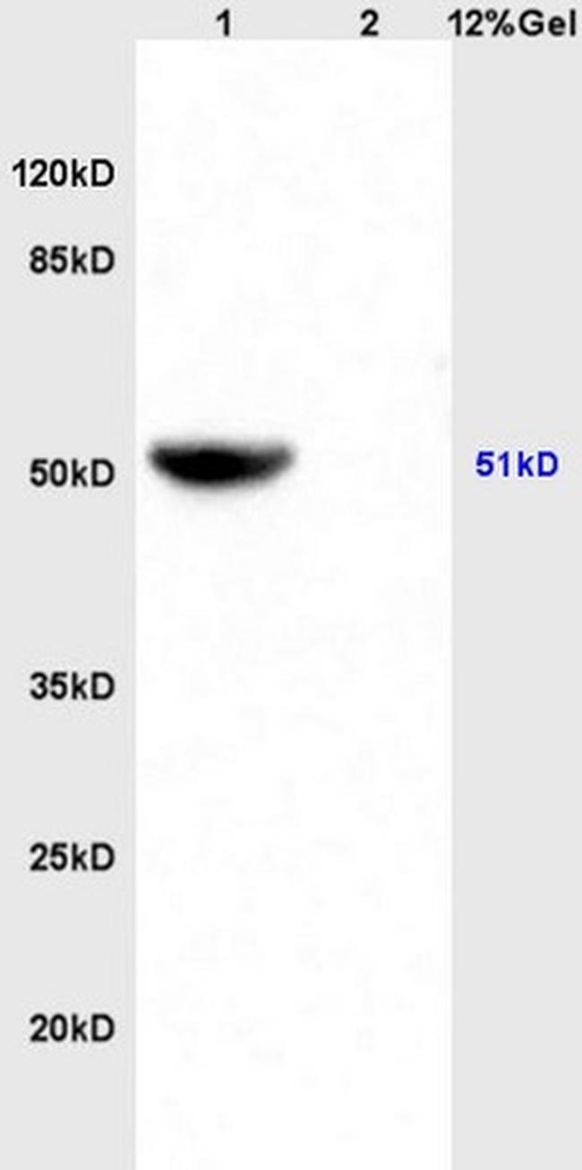 IDH2 Antibody in Western Blot (WB)