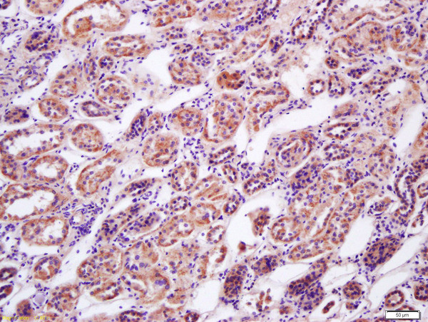 AMPK beta 1 + 2 Antibody in Immunohistochemistry (Paraffin) (IHC (P))