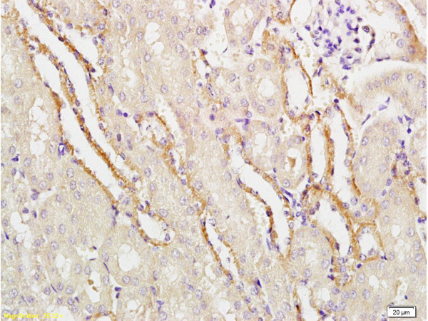 APG5L Antibody in Immunohistochemistry (Paraffin) (IHC (P))