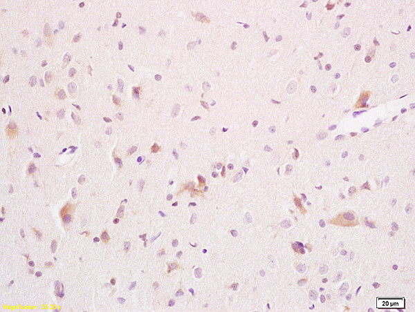 ARSA Antibody in Immunohistochemistry (Paraffin) (IHC (P))