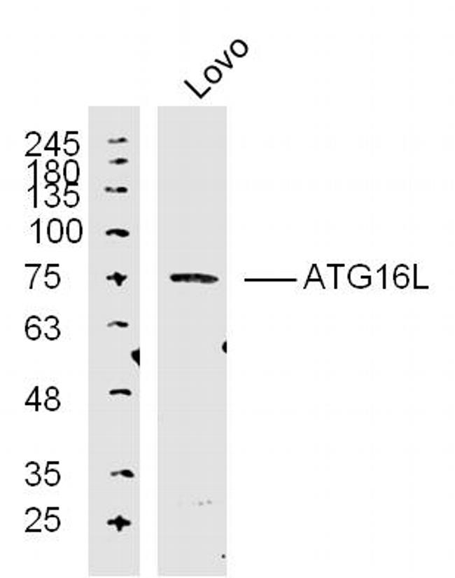 ATG16L Antibody in Western Blot (WB)