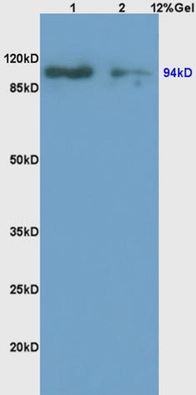 ATG9A Antibody in Western Blot (WB)