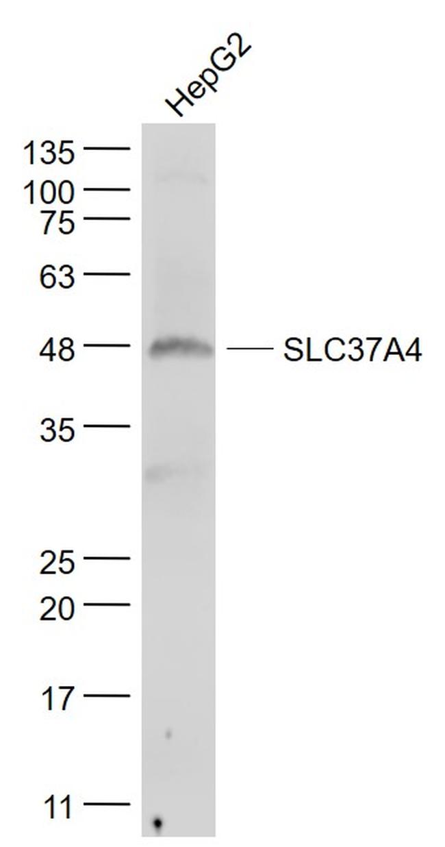 SLC37A4 Antibody in Western Blot (WB)