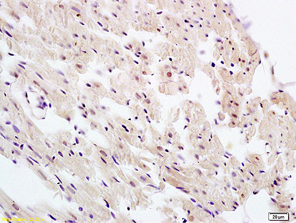 UBL7 Antibody in Immunohistochemistry (Paraffin) (IHC (P))