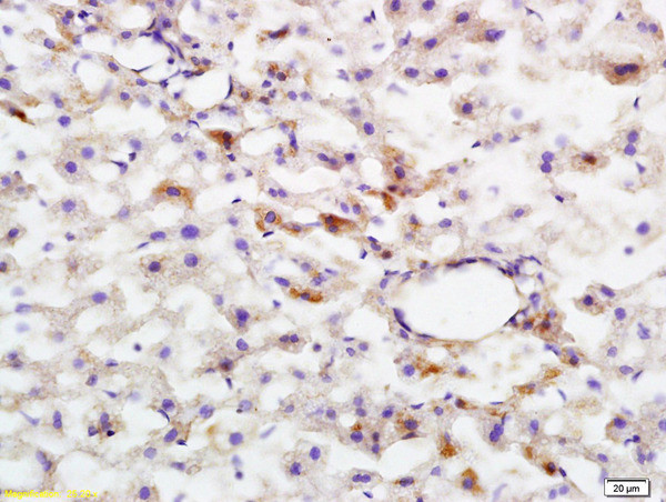 Phospho-HMGCR (Ser872) Antibody in Immunohistochemistry (Paraffin) (IHC (P))