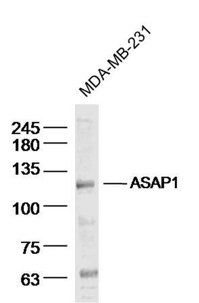 ASAP1 Antibody in Western Blot (WB)