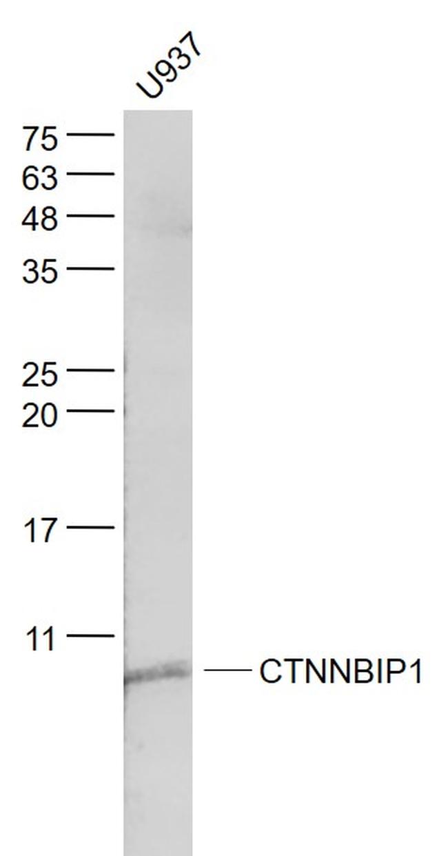 CTNNBIP1 Antibody in Western Blot (WB)