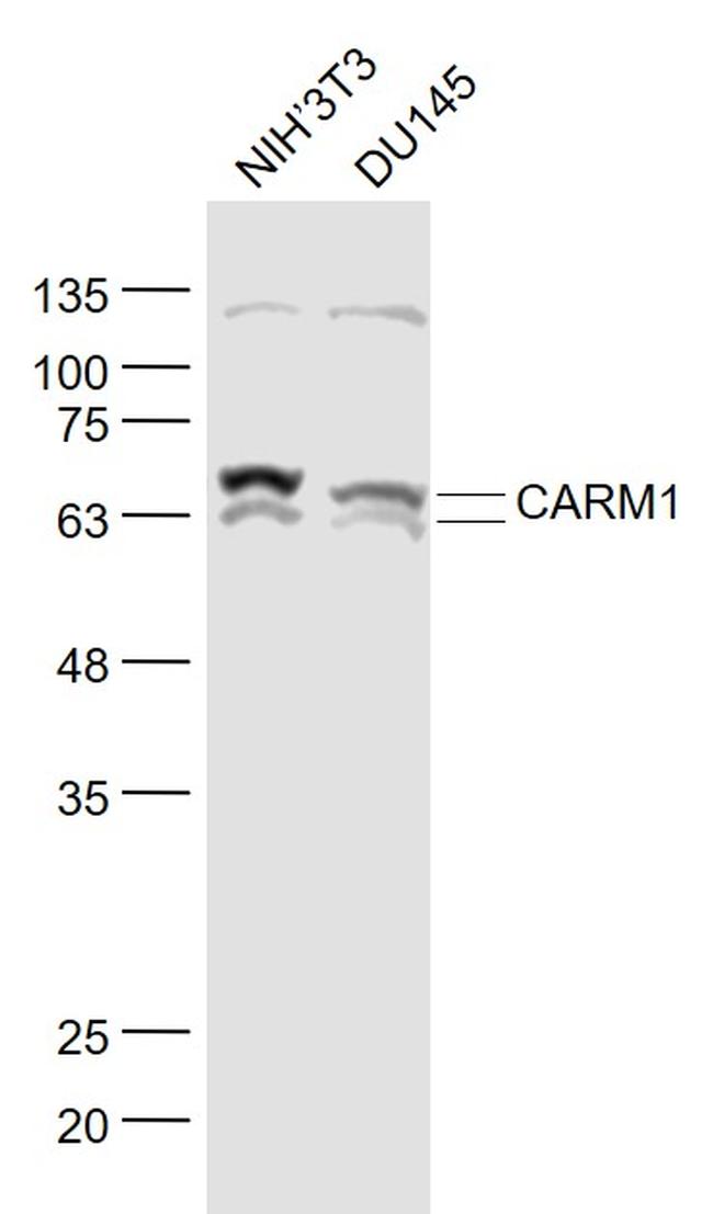 CARM1 Antibody in Western Blot (WB)
