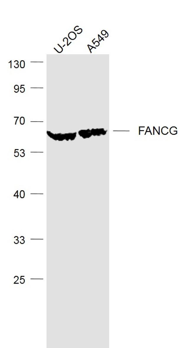 FANCG Antibody in Western Blot (WB)