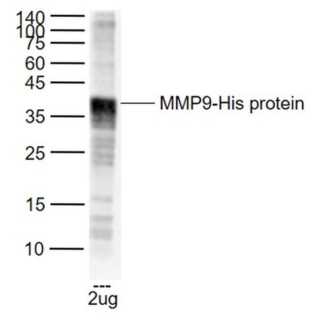 MMP9 Antibody in Western Blot (WB)