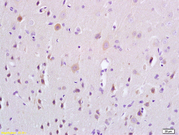 ERK4 Antibody in Immunohistochemistry (Paraffin) (IHC (P))