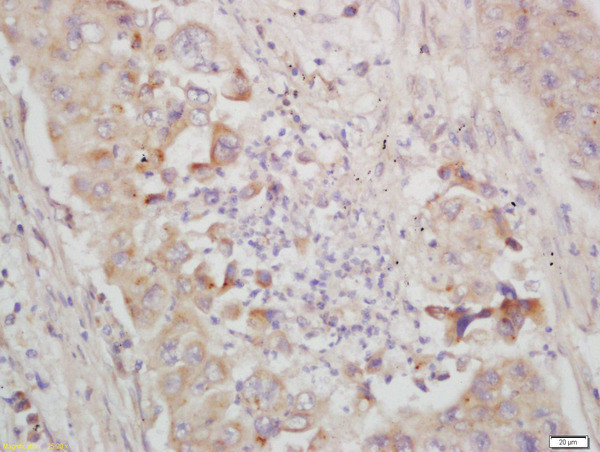 IKB epsilon Antibody in Immunohistochemistry (Paraffin) (IHC (P))