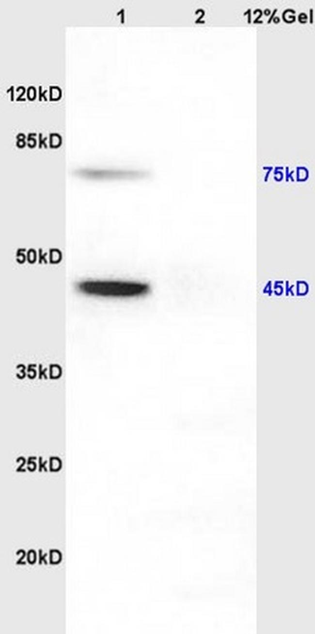 NPTX1 Antibody in Western Blot (WB)