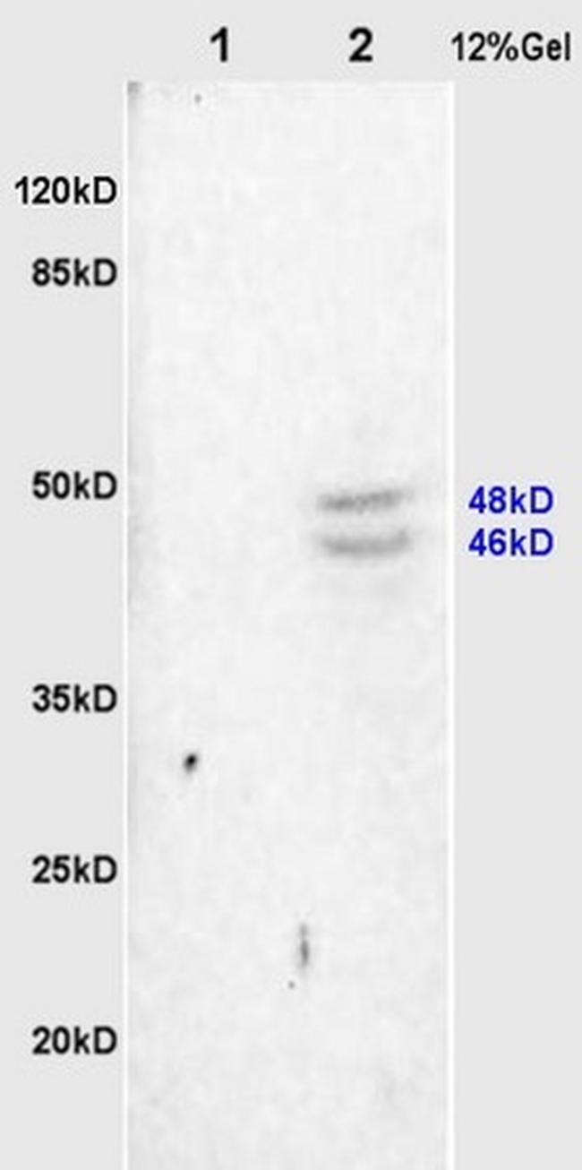 Synaptotagmin Antibody in Western Blot (WB)