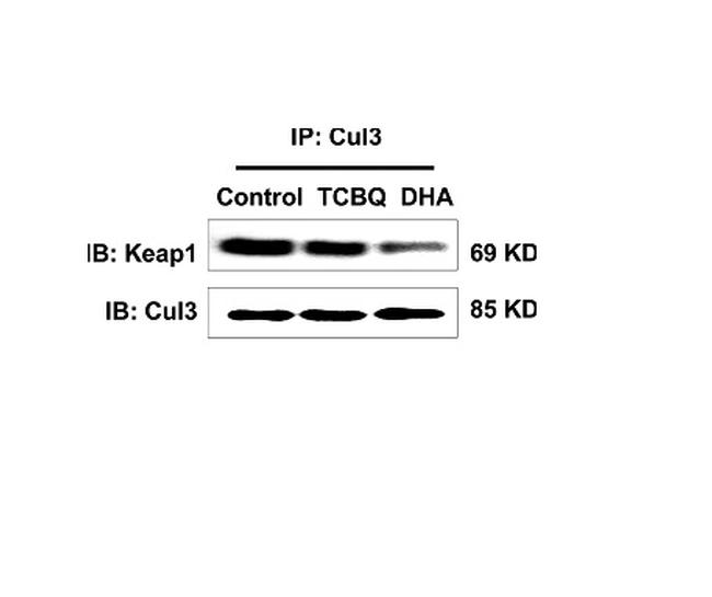 Cullin 3 Antibody in Western Blot (WB)