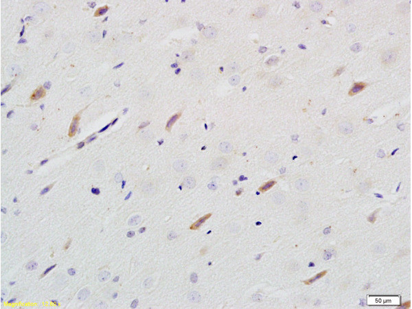 Neuroligin 1 Antibody in Immunohistochemistry (Paraffin) (IHC (P))